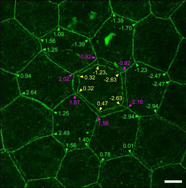 Figure 1—figure supplement 2.