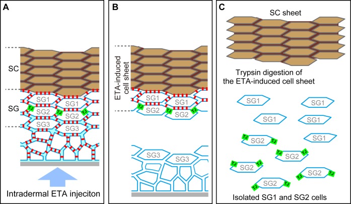 Figure 2—figure supplement 1.