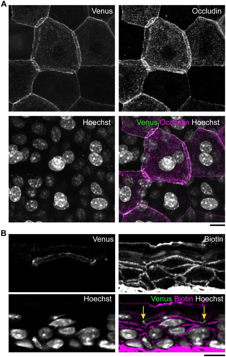 Figure 1—figure supplement 3.