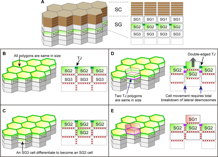 Figure 3—figure supplement 1.