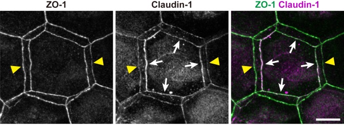 Figure 2—figure supplement 2.