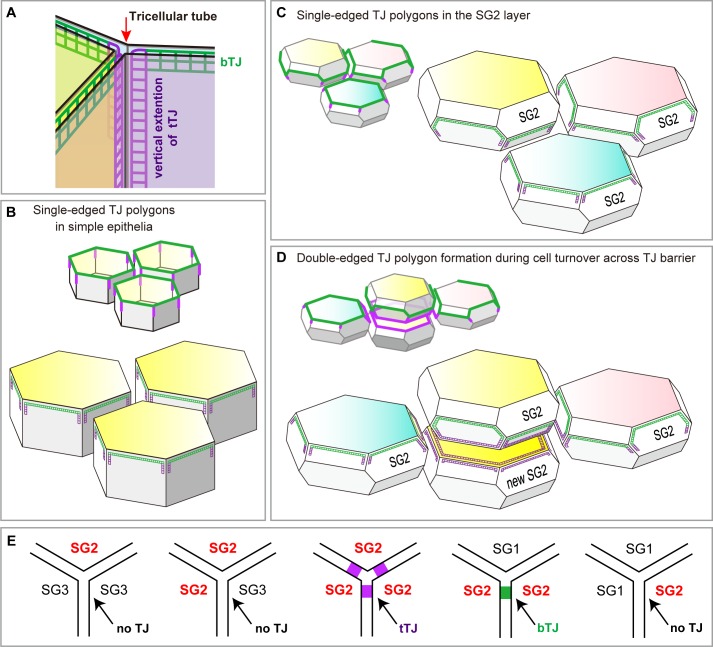 Figure 4—figure supplement 1.