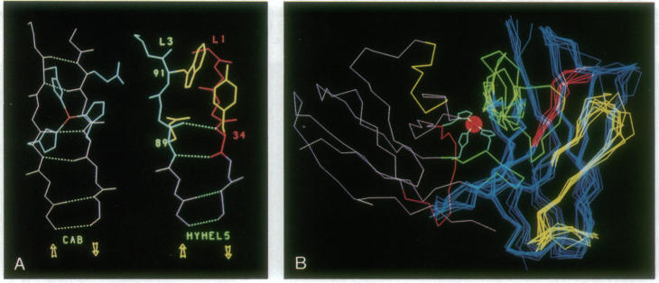 graphic file with name pnas01042-0189-a.jpg