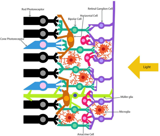 FIGURE 1