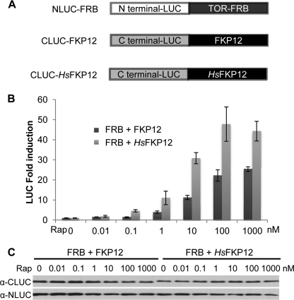 FIGURE 4.