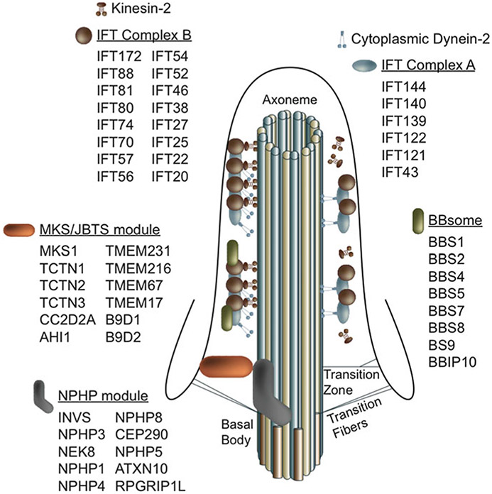 Fig. 11.1