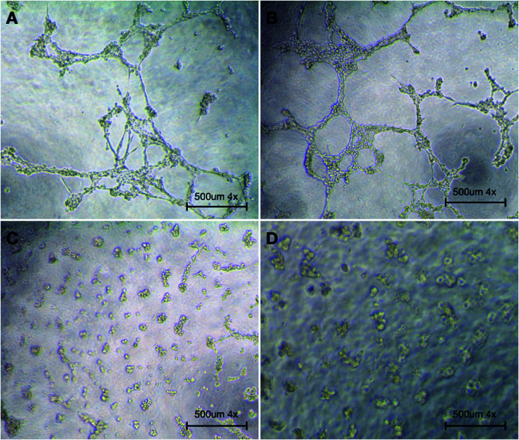 Fig. 12