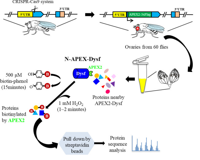 graphic file with name BioProtoc-14-20-5090-ga001.jpg