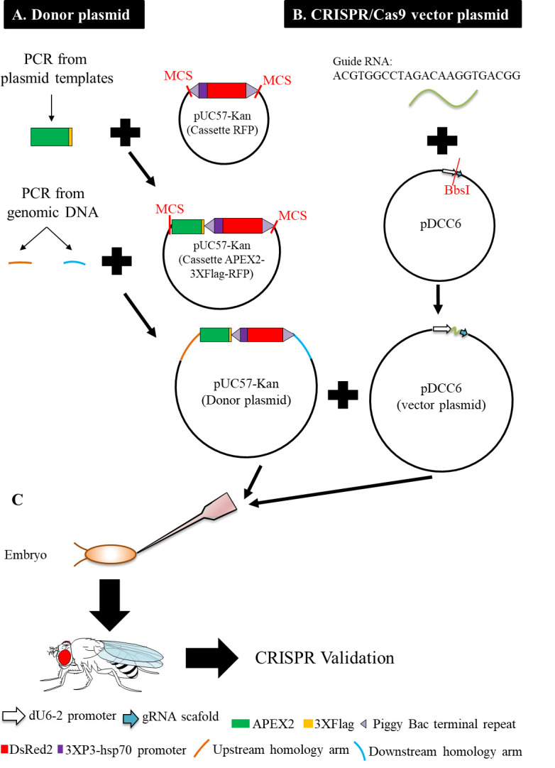 Figure 1.