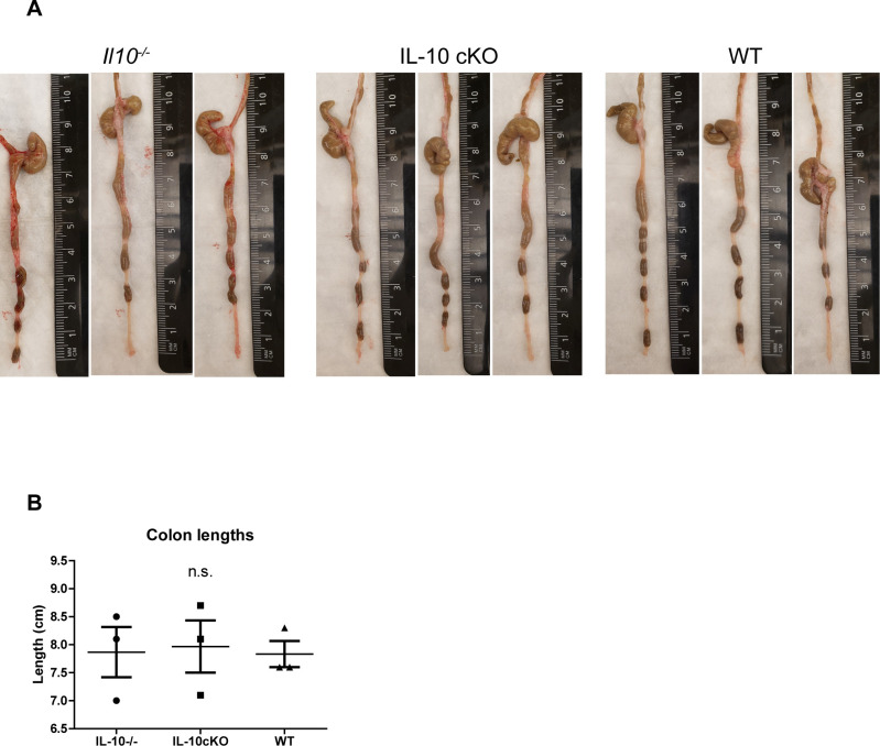 Figure 3—figure supplement 1.