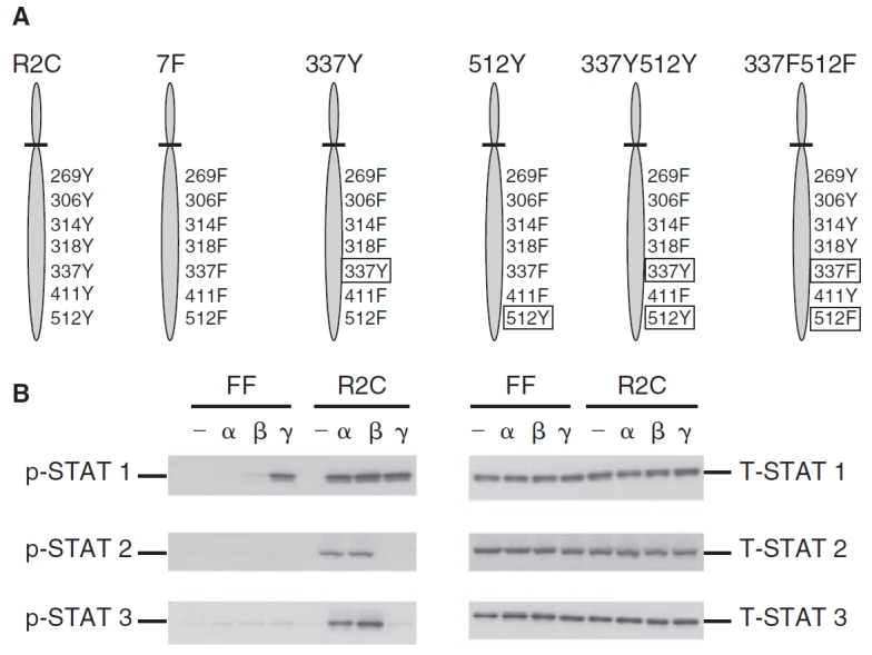 FIG. 1. 