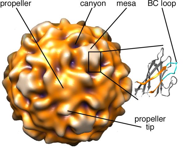 FIGURE 1