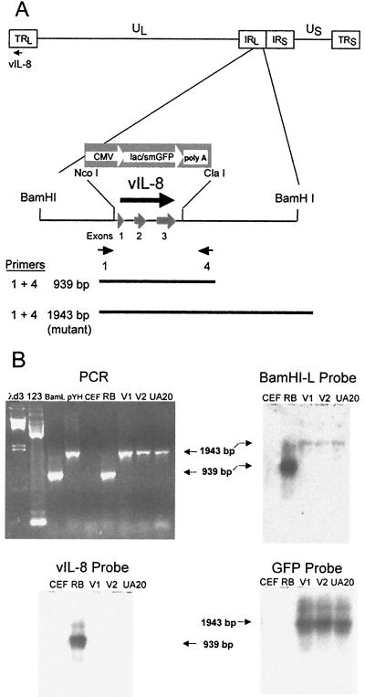 FIG. 7