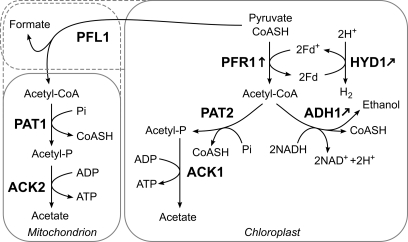 Fig. 8.