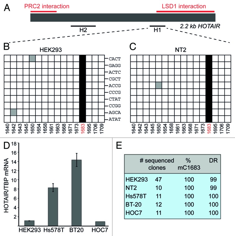 graphic file with name rna-10-1002-g1.jpg