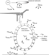 Fig 3