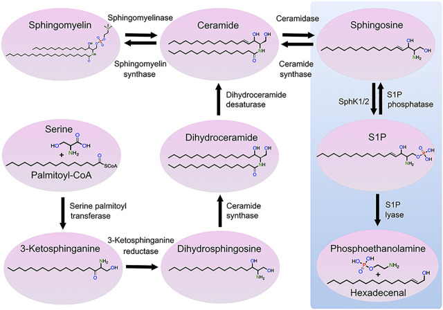 FIGURE 1