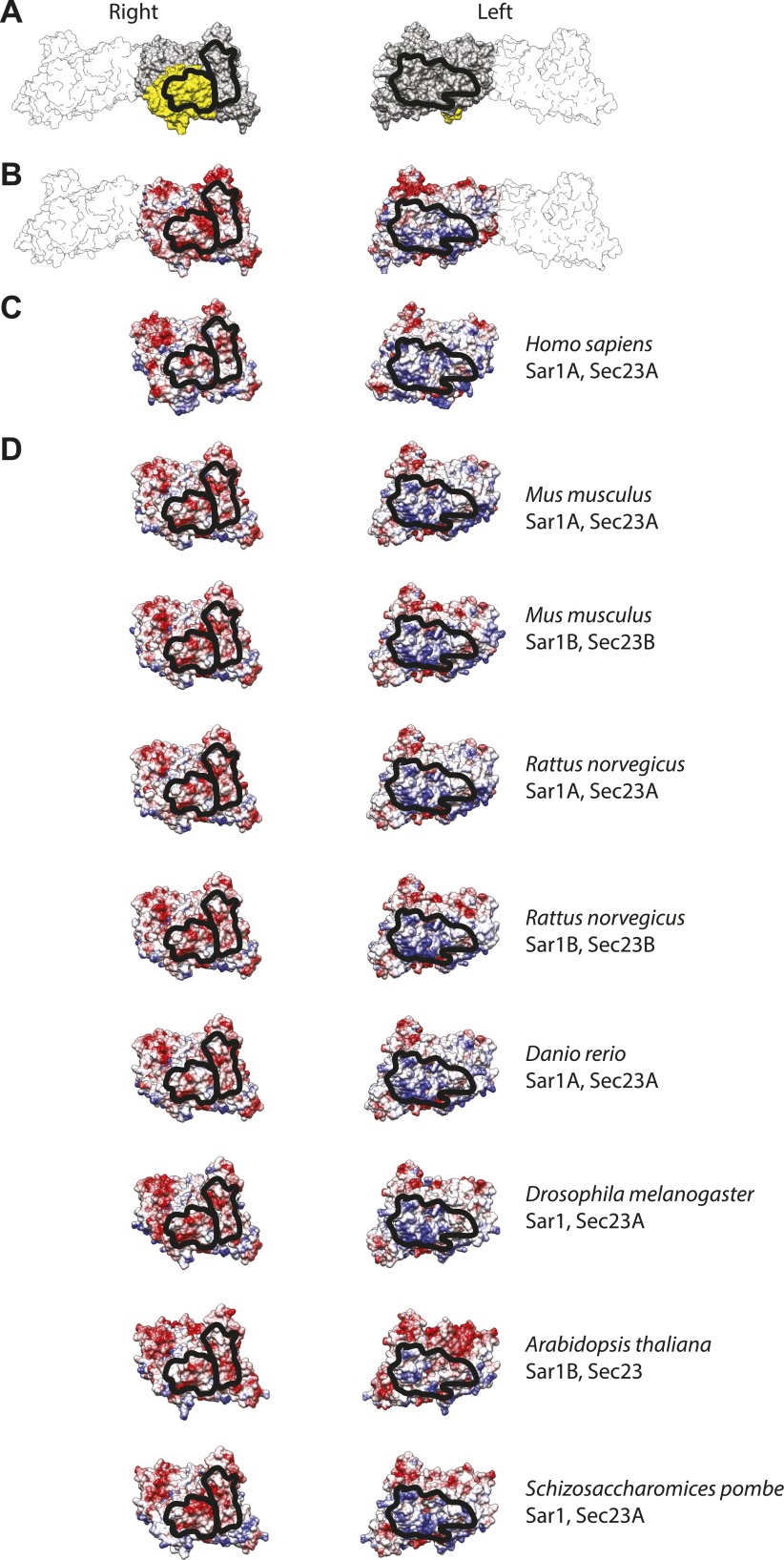 Figure 5—figure supplement 1.