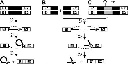 FIGURE 1.