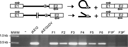 FIGURE 5.