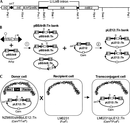 FIGURE 3.