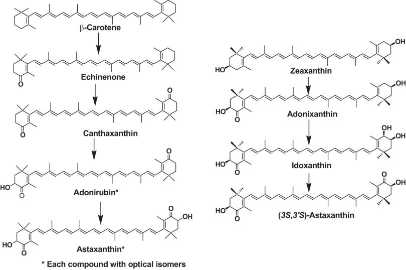 Fig. 4. Formation pathway of astaxanthin in marine animals. Reprinted from Ref. 3.