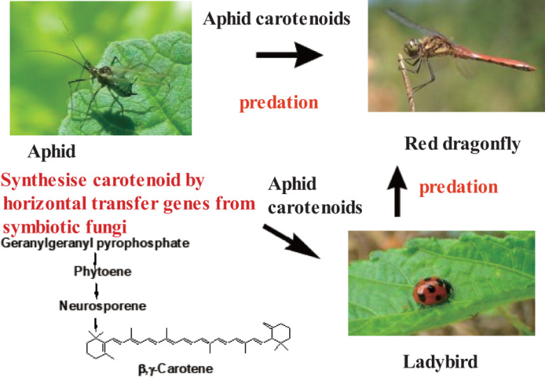 Carotenoids: Distribution, Function in Nature, and Analysis Using LC ...