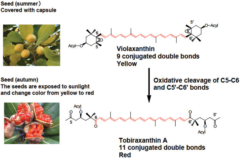 Fig. 3. Formation of tobiraxanthin from violaxanthin in the seeds of Pittosporum tobira. Reprinted from Ref. 3.