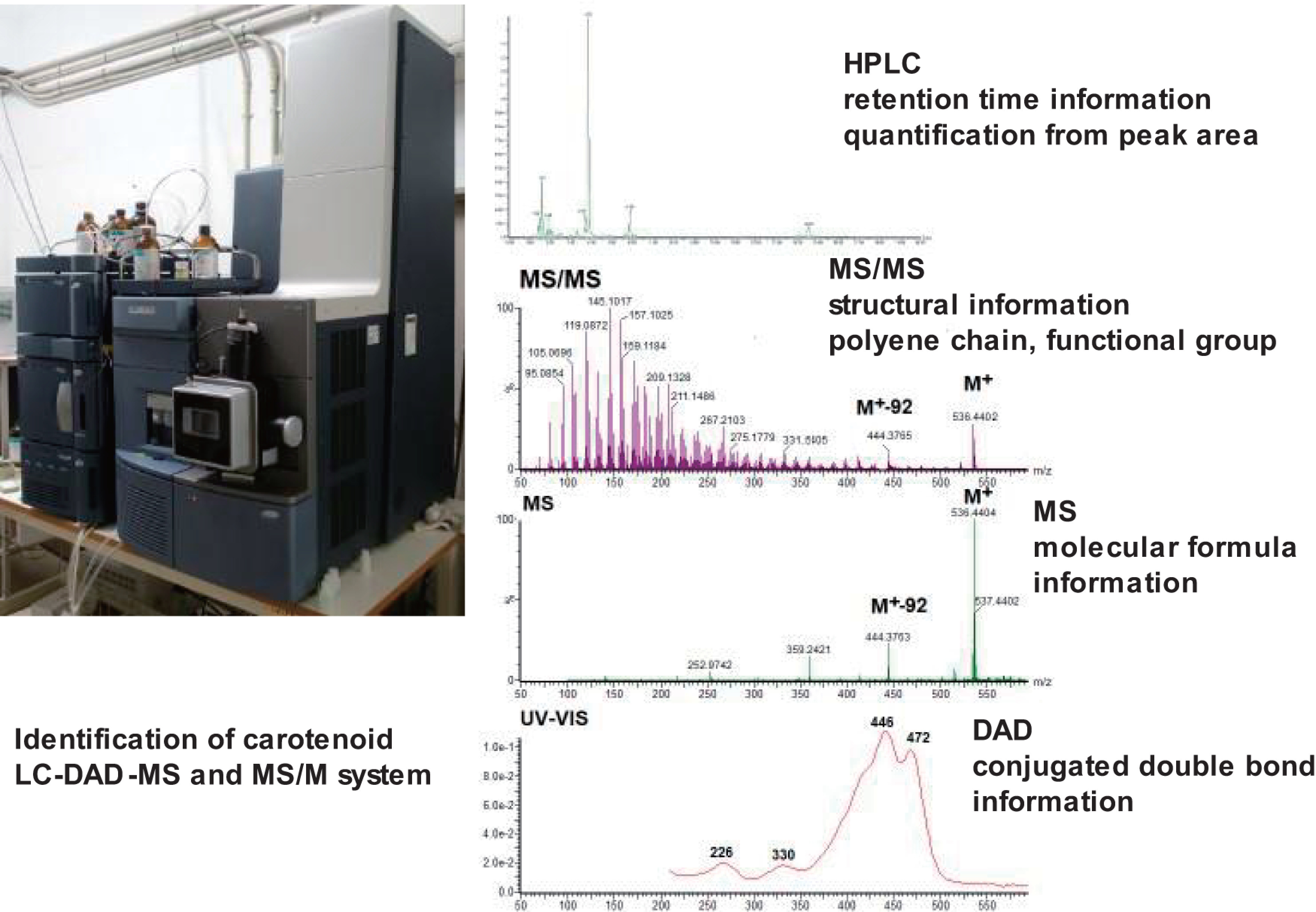 Fig. 6. Identification and quantification of natural carotenoids by LC-DAD-MS and MS/MS system. DAD, photodiode array detector; HPLC, high performance liquid chromatography; LC, liquid chromatography; MS, mass spectrometry.