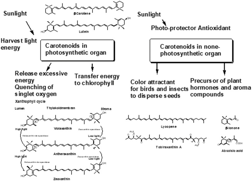 Fig. 2. Role of carotenoids in plants. Reprinted from Ref. 3.