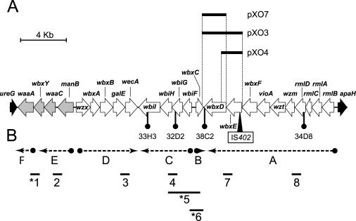 FIG. 1.