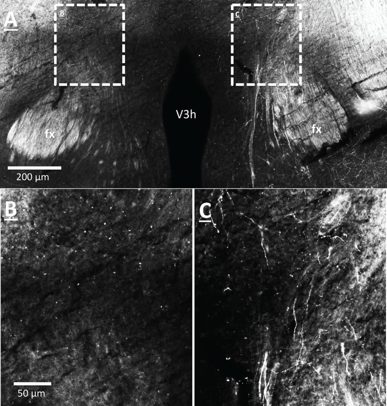 Figure 6—figure supplement 1.