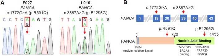 Fig. 1