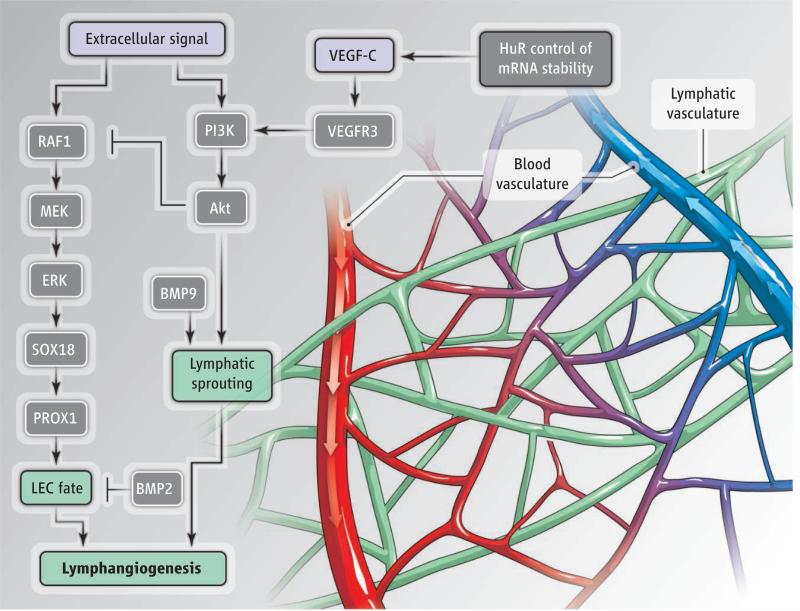 Lymphatic vessels