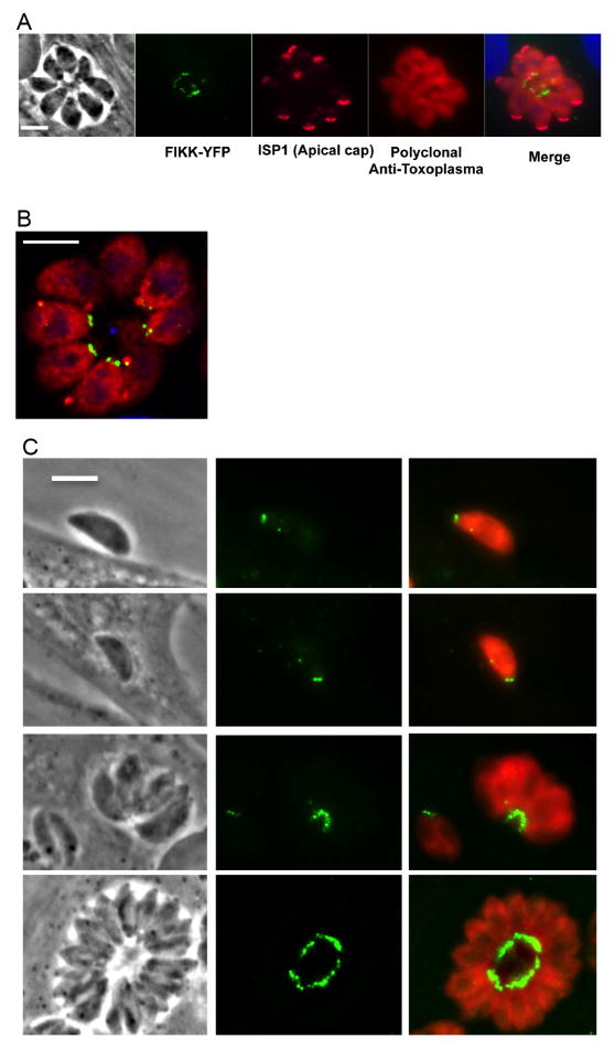 Fig. 2