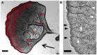 Fig 18