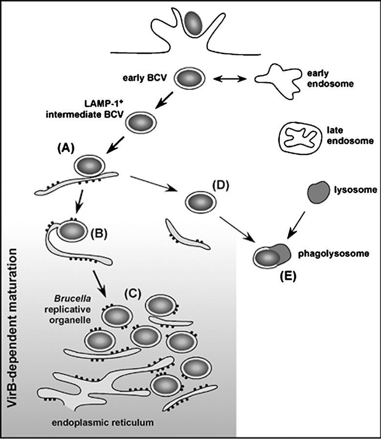 Figure 9.