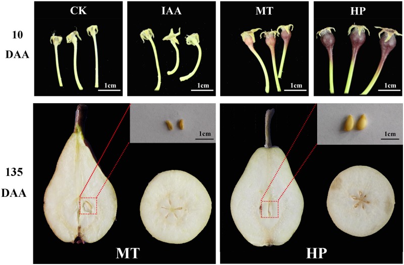 FIGURE 1