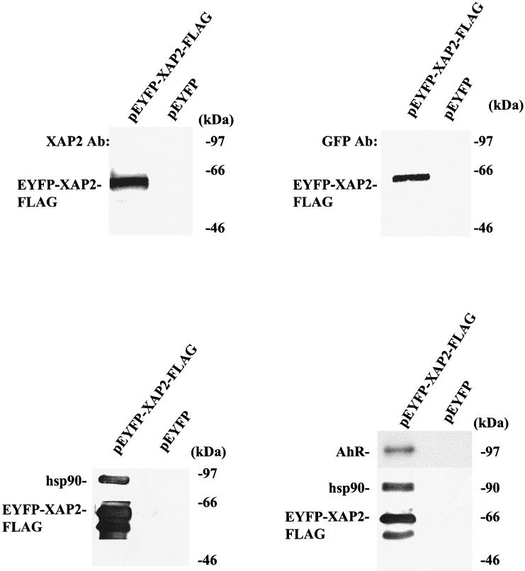 Fig 7.