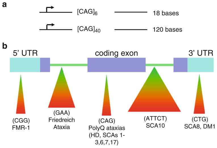 A Brief History of Triplet Repeat Diseases - PMC