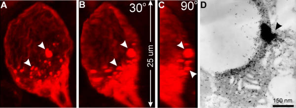 Figure 10