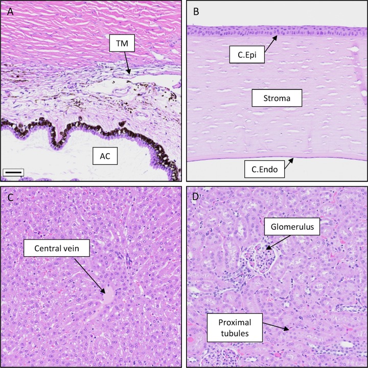 Fig 6