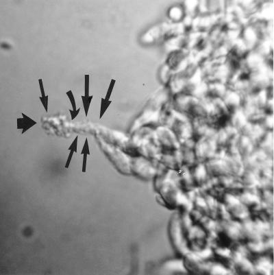 FIG. 1