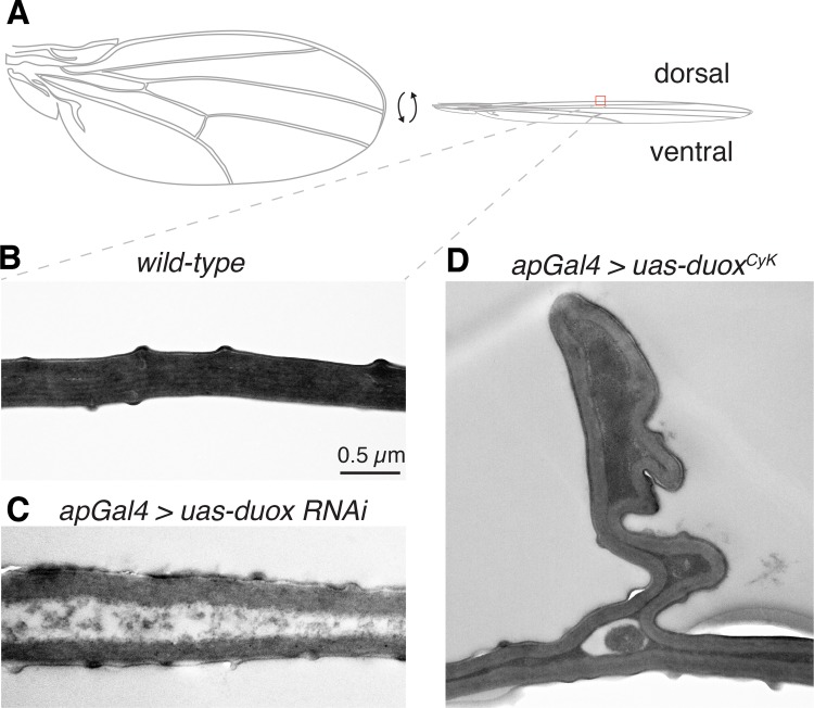 Fig 5