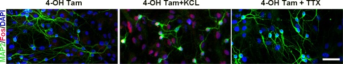 Figure 1—figure supplement 1.