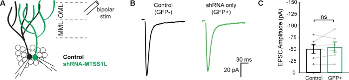 Figure 6—figure supplement 2.