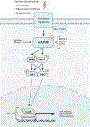 Figure 4: