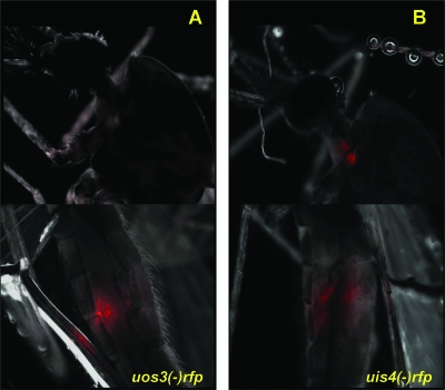 FIG. 4.