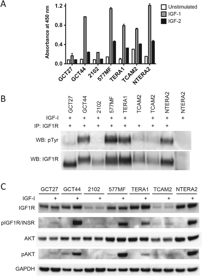 PATH-5008-FIG-0001-b