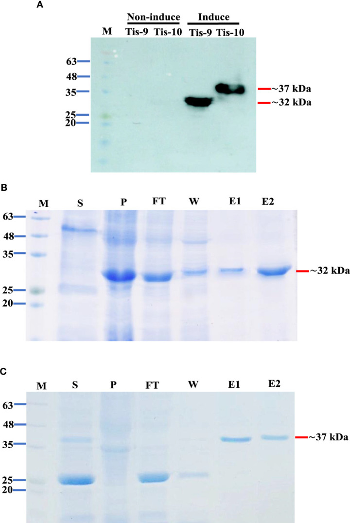 Figure 2